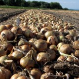 1208F 129 Rhein-Radweg